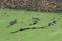 Cjp_2009_10_29_154042 (2).jpg